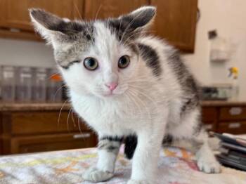 Tabby Cats Available for Adoption in Powell, Ohio - Pumba | PetCurious