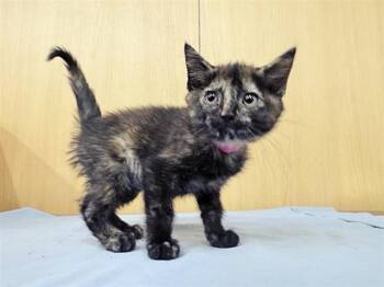 LITTLE BITS -  Domestic Short Hair Cat for Adoption in Brentwood, Missouri - LITTLE BITS | PetCurious