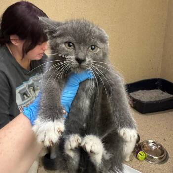 Femi -  Domestic Short Hair Cat for Adoption in Pekin, Illinois - Femi | PetCurious