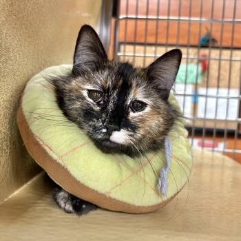 Domestic Long Hair Cats Available for Adoption in Sonora, California - Sally | PetCurious