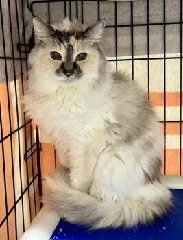 Rescue Domestic Medium Hair Cats for Adoption in Annapolis, Maryland - Antoinette | PetCurious