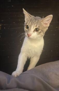 Domestic Short Hair Cats Available for Adoption in Parma Heights, Ohio - Mikey | PetCurious