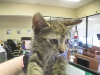 Rescue Domestic Short Hair Cats for Adoption in Ocala, Florida - LEXI | PetCurious