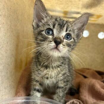 SCRAPS -  Domestic Short Hair Cat for Adoption in Riverside, California - SCRAPS | PetCurious