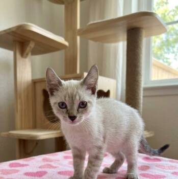 Squeeks -  Siamese Cat for Adoption in Boca Raton, Florida - Squeeks | PetCurious