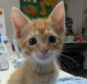 Otto -  Domestic Short Hair Cat for Adoption in Ozark, Alabama - Otto | PetCurious