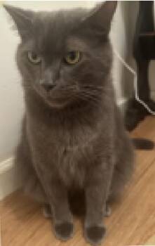 Shadow (Courtesy Post) -  Domestic Short Hair Cat for Adoption in Lemoyne, Pennsylvania - Shadow (Courtesy Post) | PetCurious