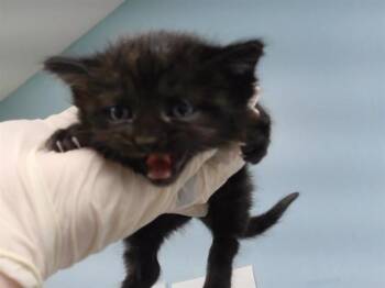 SUSIE -  Domestic Short Hair Cat for Adoption in Omaha, Nebraska - SUSIE | PetCurious