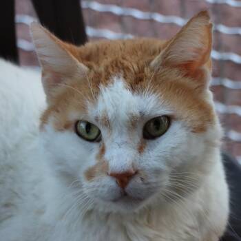 Chism -  Domestic Short Hair Cat for Adoption in Tucson, Arizona - Chism | PetCurious