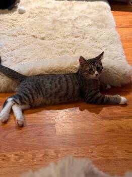 Adam -  Domestic Short Hair Cat for Adoption in Manchester, Connecticut - Adam | PetCurious