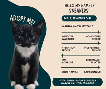 Rescue Domestic Short Hair Cats for Adoption in Denison, Iowa - Sneakers | PetCurious