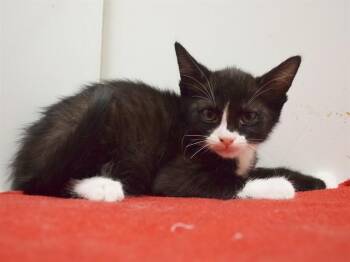 MEI -  Domestic Short Hair Cat for Adoption in Sacramento, California - MEI | PetCurious
