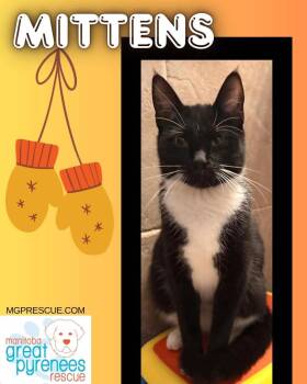 Mittens -  Domestic Short Hair Cat Available for Adoption in New Bothwell, Manitoba - Mittens | PetCurious
