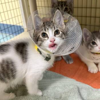 Kiwi -  Domestic Short Hair Cat for Adoption in Woodinville, Washington - Kiwi | PetCurious