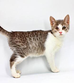 Leela -  Domestic Short Hair Cat for Adoption in Morton Grove, Illinois - Leela | PetCurious
