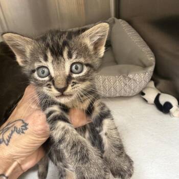 DJ Catnip -  Domestic Short Hair Cat for Adoption in Palestine, Texas - DJ Catnip | PetCurious