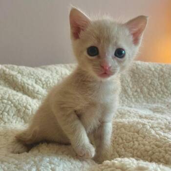 Domestic Short Hair Cats Available for Adoption in San Antonio, Texas - Waylon | PetCurious