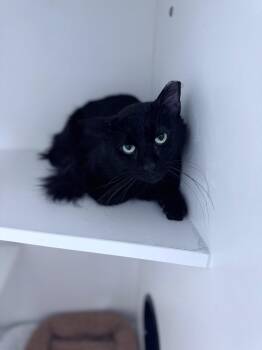 Flynn Rider -  Domestic Short Hair Cat Available for Adoption in INDN HBR BCH, Florida - Flynn Rider | PetCurious