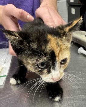 Charlotte -  Domestic Short Hair Cat for Adoption in West Chester, Pennsylvania - Charlotte | PetCurious