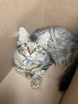 KURAI -  Domestic Long Hair Cat for Adoption in Riverside, California - KURAI | PetCurious