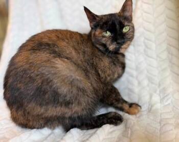 Coconut -  Domestic Short Hair Cat for Adoption in Lansing, Michigan - Coconut | PetCurious