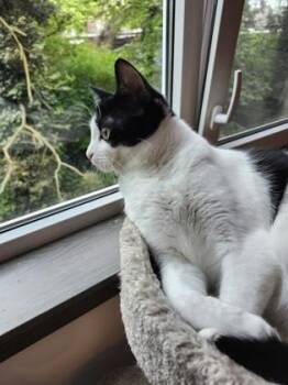 Stormy -  Domestic Short Hair Cat for Adoption in Bellevue, Washington - Stormy | PetCurious