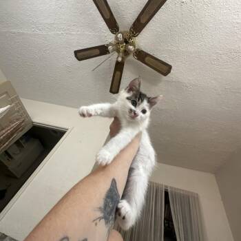 Turner -  Domestic Short Hair Cat for Adoption in Aspinwall, Pennsylvania - Turner | PetCurious