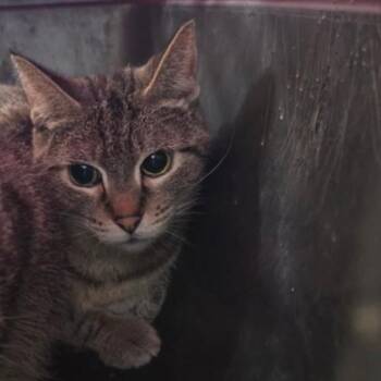 Pepper -  Domestic Short Hair Cat for Adoption in Des Moines, Iowa - Pepper | PetCurious