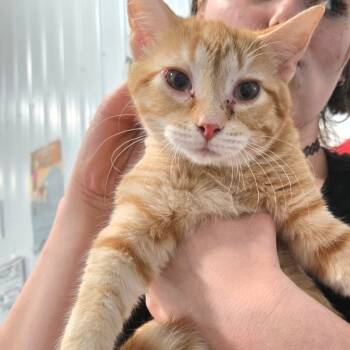 Rescue Domestic Short Hair Cats for Adoption in Corydon, Indiana - Scuba | PetCurious