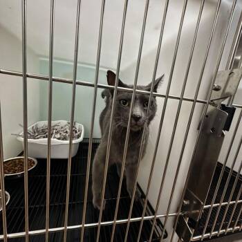 Mounds -  Domestic Short Hair Cat for Adoption in Gadsden, Alabama - Mounds | PetCurious
