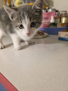 Rescue Domestic Short Hair Cats for Adoption in Metamora, Illinois - Sarah | PetCurious