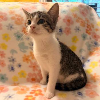 Pancake -  Domestic Short Hair Cat for Adoption in Lewisville, Texas - Pancake | PetCurious