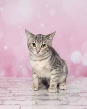 Rescue Domestic Short Hair and Tabby Cats for Adoption in Tuscaloosa, Alabama - Nancy | PetCurious