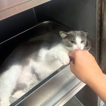 Domestic Short Hair and Manx Cats Available for Adoption in St. Cloud, Florida - Dustin | PetCurious