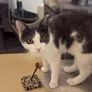 Domestic Short Hair Cats Available for Adoption in Chino Hills, California - Tamara - Chino Hills Location | PetCurious