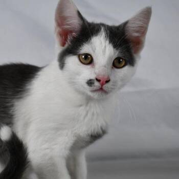 Pebbles -  Domestic Short Hair Cat for Adoption in Johnson City, Tennessee - Pebbles | PetCurious
