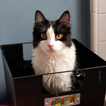 Rescue Domestic Medium Hair Cats for Adoption in Torrance, California - Otter | PetCurious