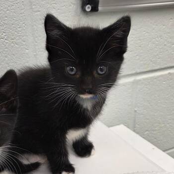 Sonic -  Domestic Short Hair Cat for Adoption in Chattanooga, Tennessee - Sonic | PetCurious