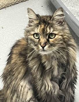 Molly -  Maine Coon and Domestic Long Hair Cat for Adoption in Mendham, New Jersey - Molly | PetCurious