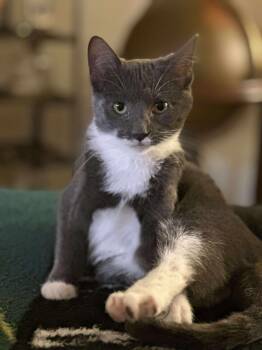 Rescue Domestic Short Hair Cats for Adoption - Boots | PetCurious