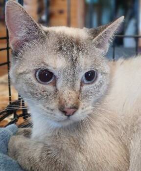Rescue Siamese Cats for Adoption in Lee