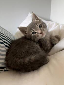 SNOW PEA* -  Domestic Short Hair Cat for Adoption in Santa Cruz, California - SNOW PEA* | PetCurious