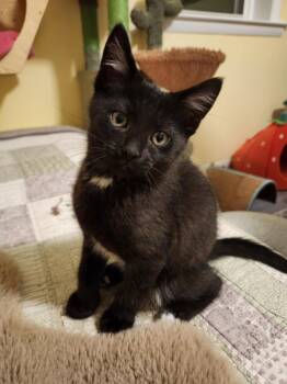 Rescue Domestic Short Hair Cats for Adoption in Warrington, Pennsylvania - Sherman (Olive C) | PetCurious