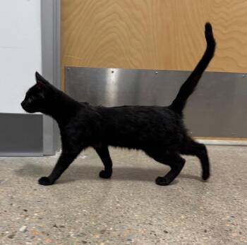 Trevir -  Domestic Short Hair Cat for Adoption in Fort Lupton, Colorado - Trevir | PetCurious