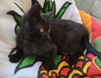 Ginger -  Domestic Short Hair Cat for Adoption in Seal Beach, California - Ginger | PetCurious