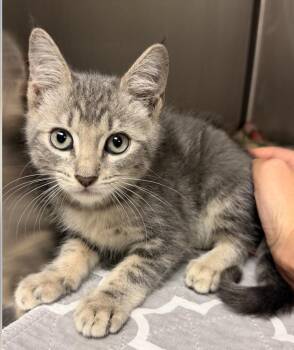 Mya -  Domestic Short Hair Cat for Adoption in Fort Lauderdale, Florida - Mya | PetCurious