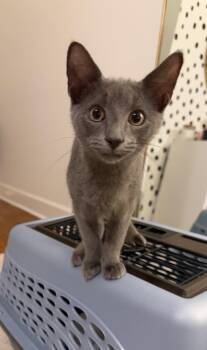 Slate -  Russian Blue and American Shorthair Cat for Adoption in Mount Pleasant, South Carolina - Slate | PetCurious