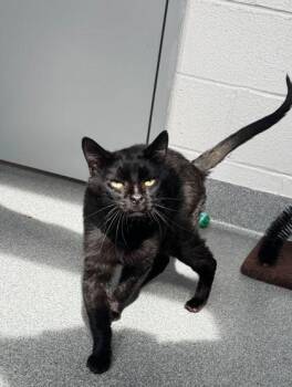 Midnight -  Domestic Short Hair Cat for Adoption in Sevierville, Tennessee - Midnight | PetCurious