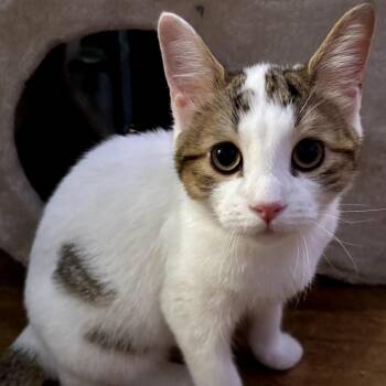 Toast -  Domestic Short Hair Cat for Adoption in Buffalo, New York - Toast | PetCurious