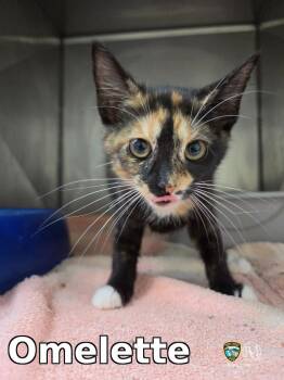 Omelette -  Calico Cat for Adoption in Rocky Mount, North Carolina - Omelette | PetCurious